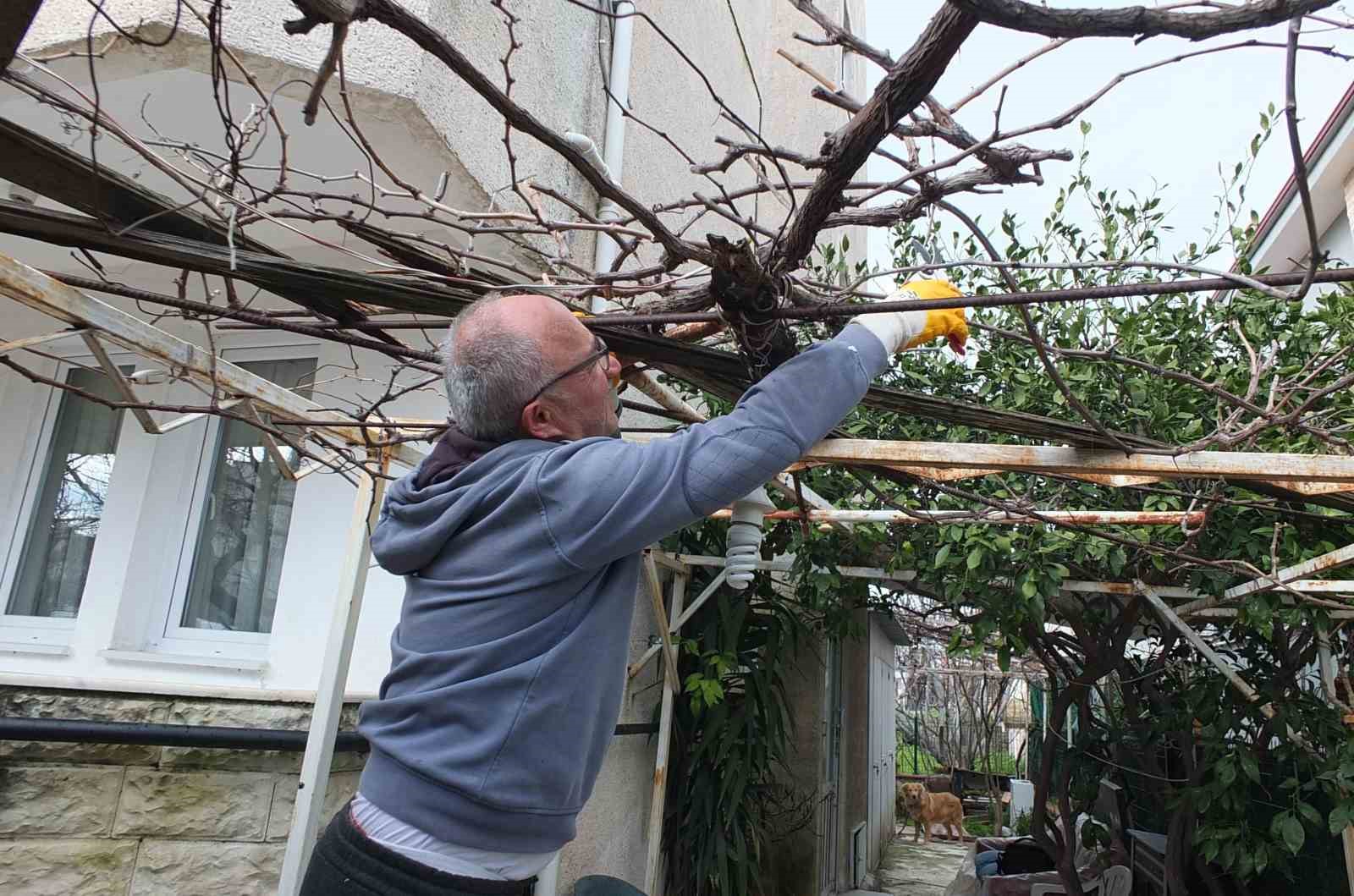 Burhaniye’de asmalarda budama sezonu başladı