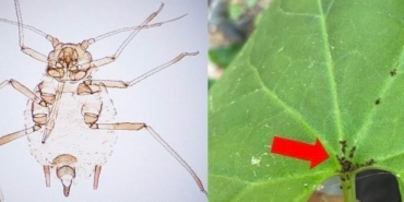 Kaz Dağları’nda yeni bir böcek türü keşfedildi