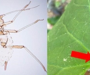 Kaz Dağları’nda yeni bir böcek türü keşfedildi