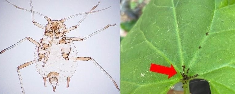 Kaz Dağları’nda yeni bir böcek türü keşfedildi