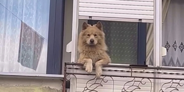 Balkondaki sevimli köpek herkesi gülümsetiyor