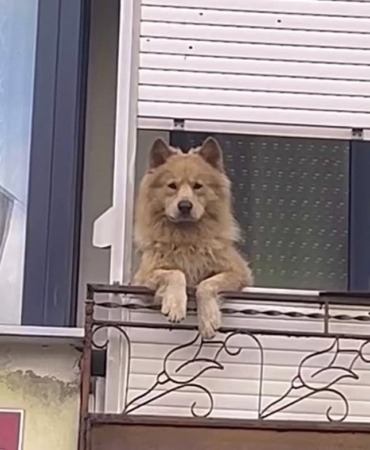 Balkondaki sevimli köpek herkesi gülümsetiyor