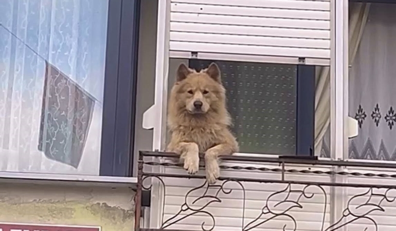 Balkondaki sevimli köpek herkesi gülümsetiyor