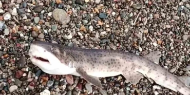 Çanakkale’de amatör balıkçıların oltasına yavru köpek balığı takıldı