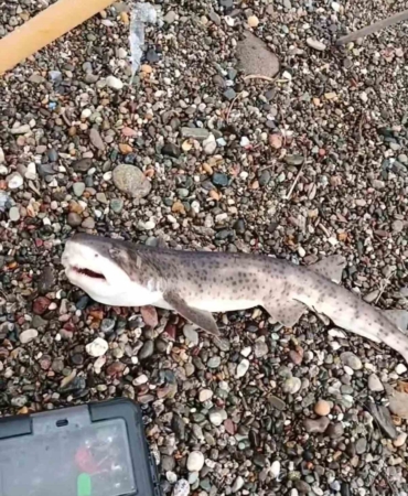 Çanakkale’de amatör balıkçıların oltasına yavru köpek balığı takıldı