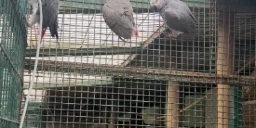 İstanbul Havalimanı’nda 20 adet Afrika gri papağanı ele geçirildi