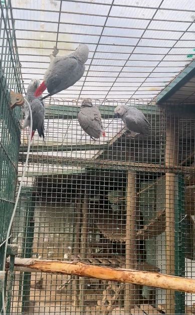 İstanbul Havalimanı’nda 20 adet Afrika gri papağanı ele geçirildi