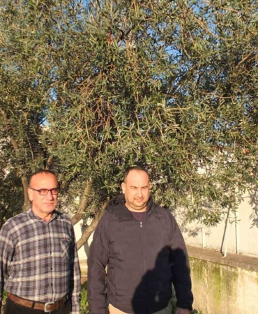 Burhaniye’de yağmurlar zeytincileri sevindirdi