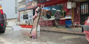 Taşkın dev balığı kıyıya attı: 102 kilo, 2.40 metre