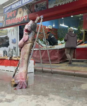 Taşkın dev balığı kıyıya attı: 102 kilo, 2.40 metre