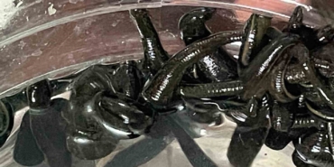 Mezbaha kanıyla besleniyor, birçok hastalığa şifa oluyorlar