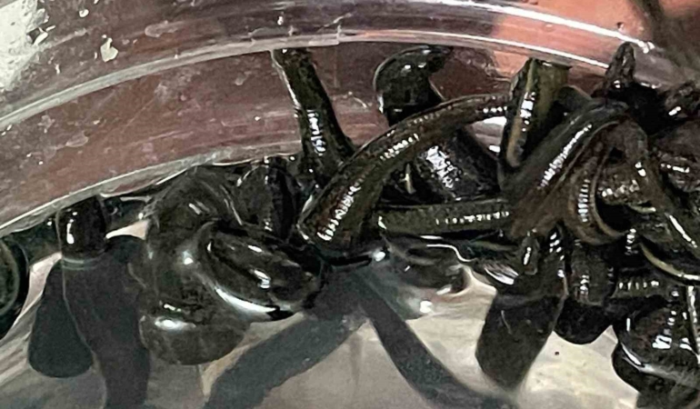 Mezbaha kanıyla besleniyor, birçok hastalığa şifa oluyorlar