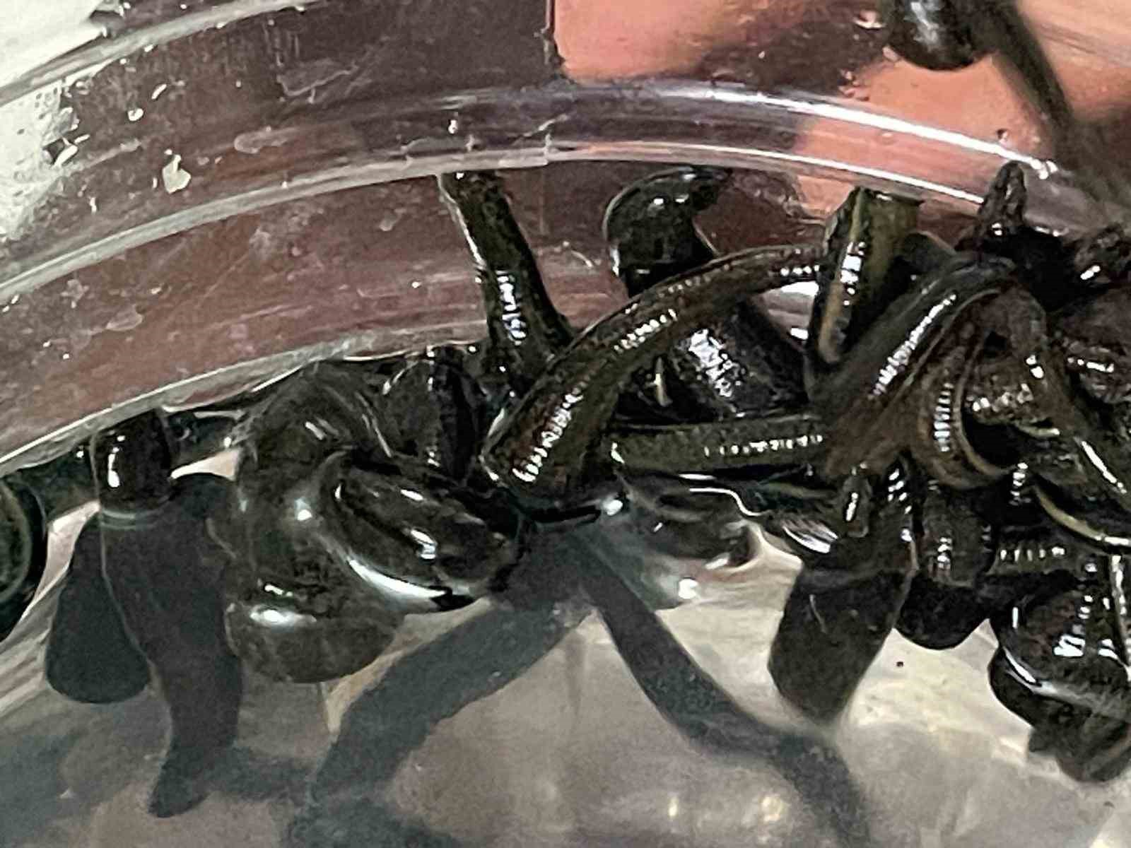 Mezbaha kanıyla besleniyor, birçok hastalığa şifa oluyorlar