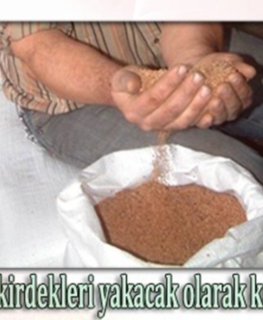 Burhaniye’de zeytin çekirdekleri Yunanistan’a ihraç ediliyor