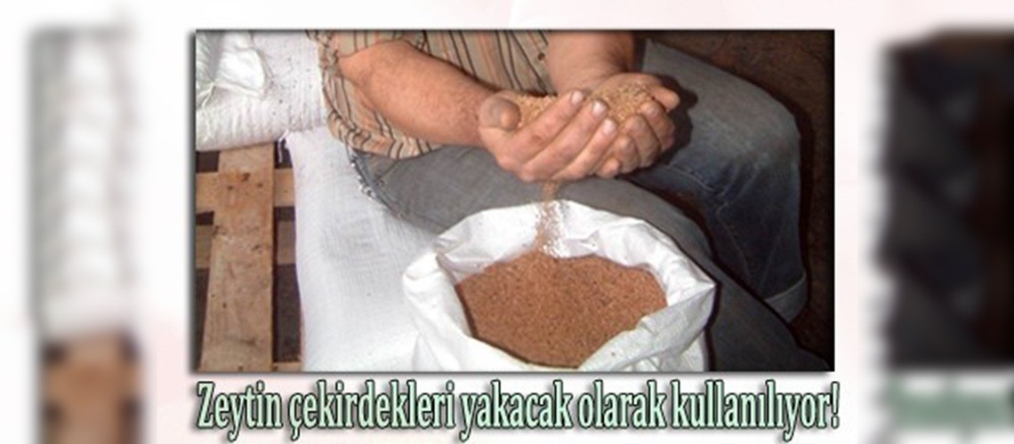 Burhaniye’de zeytin çekirdekleri Yunanistan’a ihraç ediliyor