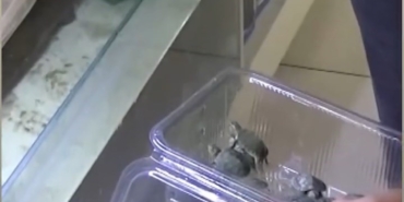 Bursa’da kaplumbağa operasyonu