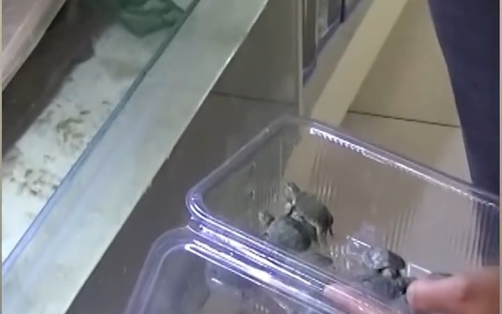 Bursa’da kaplumbağa operasyonu