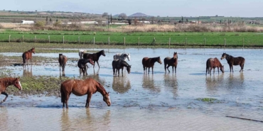 Milyonluk yarış atları da su altında kaldı