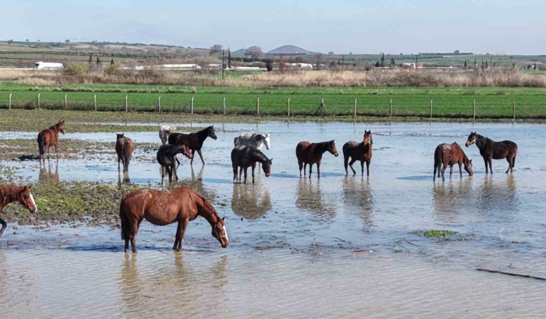 Milyonluk yarış atları da su altında kaldı