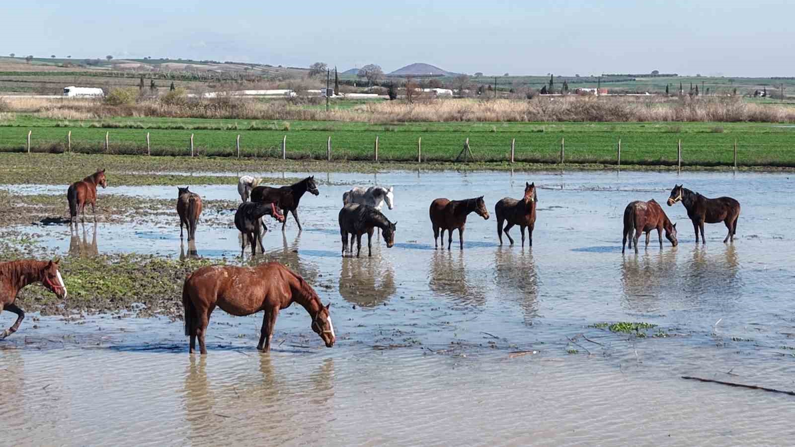 Milyonluk yarış atları da su altında kaldı