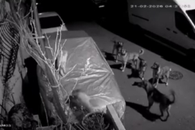 Başakşehir’de başıboş köpeklerin saldırdığı kedi öldü