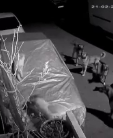 Başakşehir’de başıboş köpeklerin saldırdığı kedi öldü