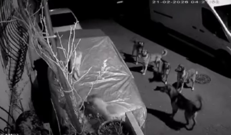 Başakşehir’de başıboş köpeklerin saldırdığı kedi öldü