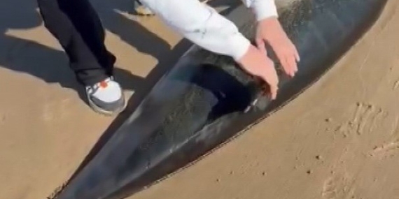 Şile’de ölü yunus kıyıya vurdu