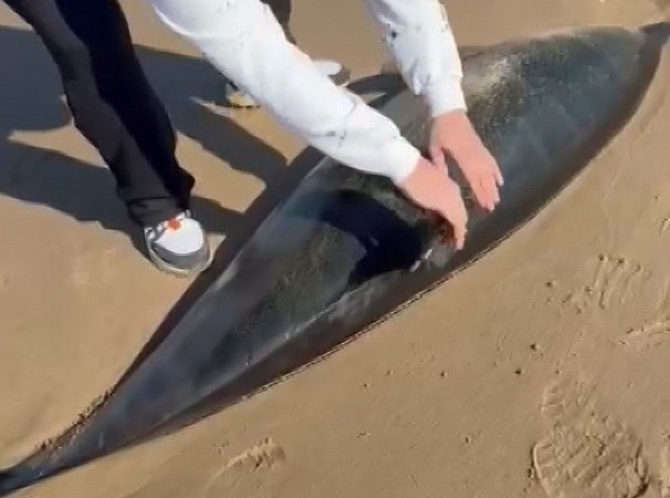 Şile’de ölü yunus kıyıya vurdu