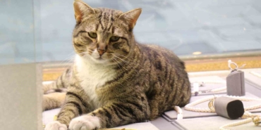 Bu kedi altınların arasında uyuyor