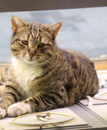 Bu kedi altınların arasında uyuyor