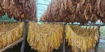 Bilecik’te tütün ve ipekböceği için ilk adım atıldı