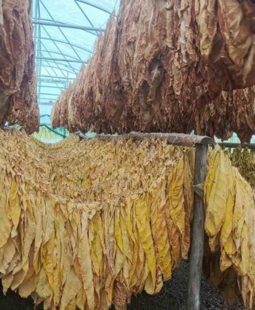 Bilecik’te tütün ve ipekböceği için ilk adım atıldı