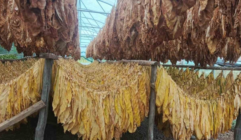 Bilecik’te tütün ve ipekböceği için ilk adım atıldı