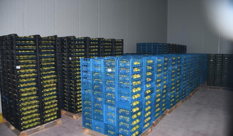 Kestel’e 400 milyon liralık dev meyve tesisi kuruluyor