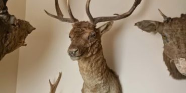 Tekirdağ’da yaban hayvanlarına ait 40 adet tahnit ve trofe ele geçirildi