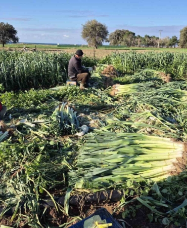 Çanakkale’de kışlık sebzelerde hastalık, zararlı ve yabancı ot sürveyleri gerçekleştirildi
