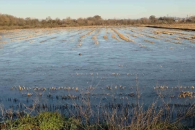 Taşkın sularının kapladığı tarım arazileri buz tuttu