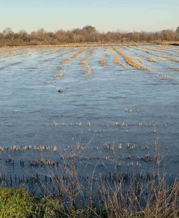 Taşkın sularının kapladığı tarım arazileri buz tuttu