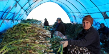 Lüleburgaz’da pırasa hasadı