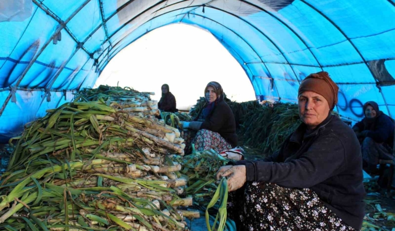 Lüleburgaz’da pırasa hasadı