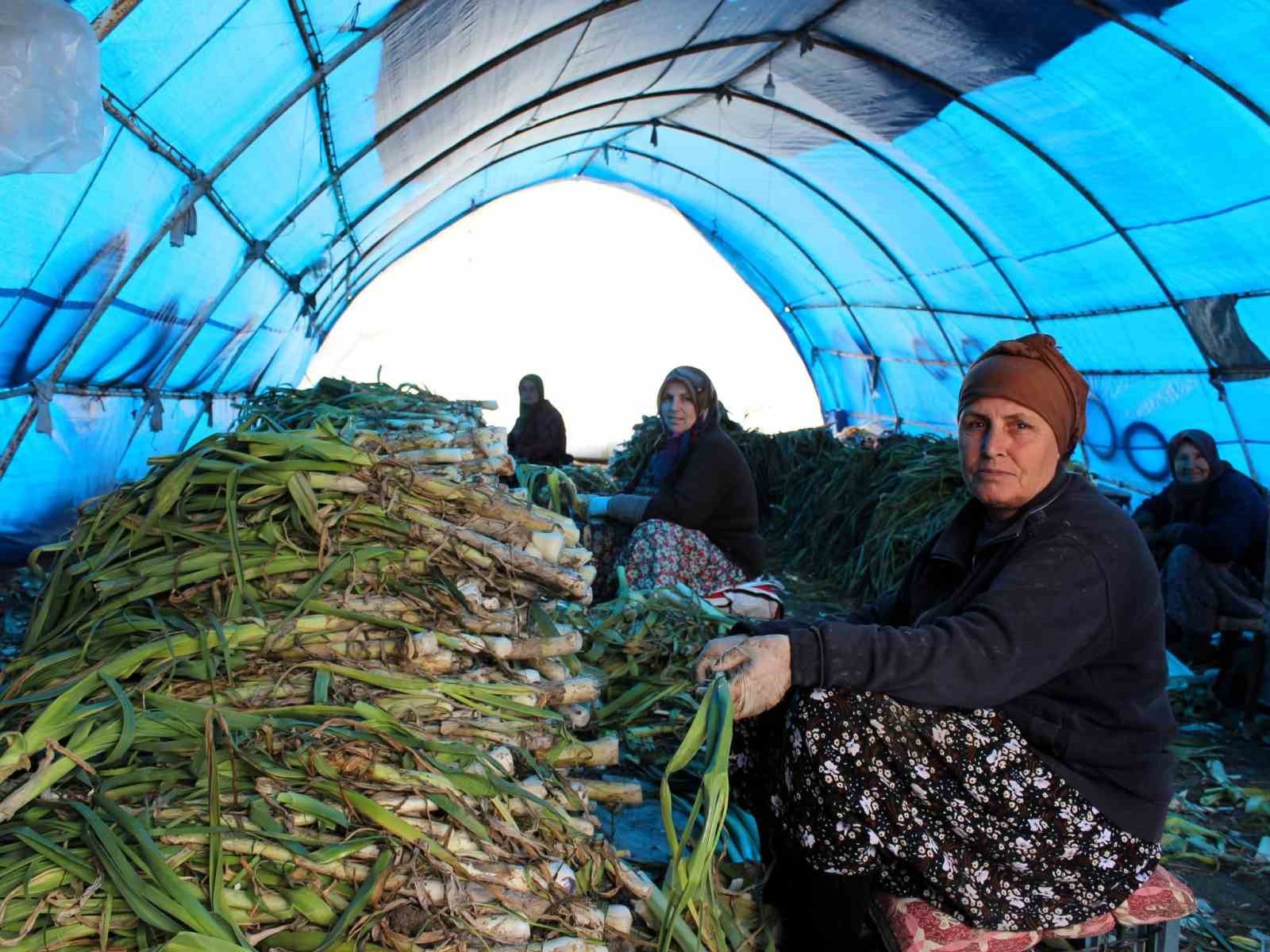 Lüleburgaz’da pırasa hasadı