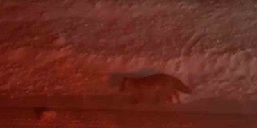 Uludağ yolunda tilki görüntülendi