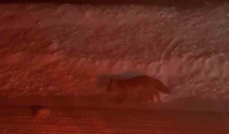 Uludağ yolunda tilki görüntülendi