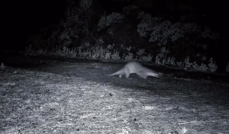 Ganos Dağları’nda nadir görüntü: Ormanda yürüyen su samuru kamerada