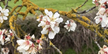 Hayrabolu’da badem ağaçları erken çiçek açtı