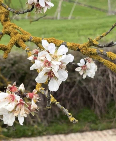 Hayrabolu’da badem ağaçları erken çiçek açtı