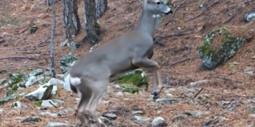 Uludağ’da fotokapana yakalanan karacanın sevimli halleri