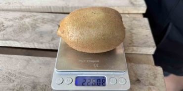 İznik’te yetiştirilen dev kiviler ağırlıklarıyla rekor kırdı, Avrupa pazarının dikkatini çekti