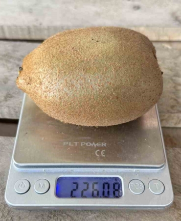 İznik’te yetiştirilen dev kiviler ağırlıklarıyla rekor kırdı, Avrupa pazarının dikkatini çekti